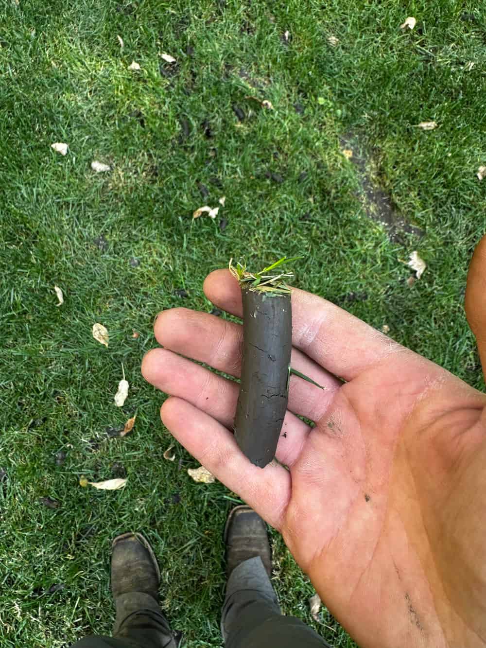 Lawn Aeration image